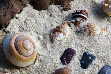 Shells and stones