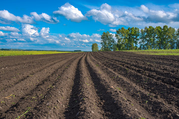 Fototapeta na wymiar a plowed field on a background beautiful sky 