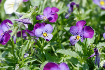Obraz premium Pansy flower plant natural background, spring time