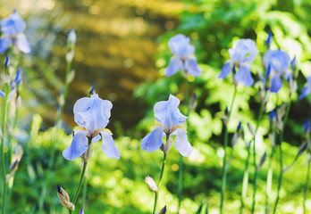 Purple iris flowers. Beautiful bokeh