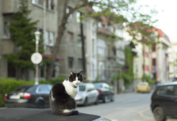 Cat on a car roof
