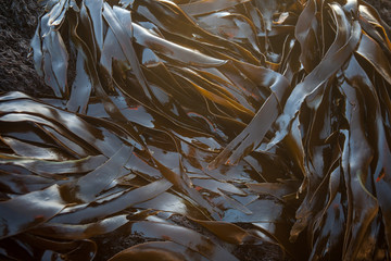 Kelp on Rocks in California