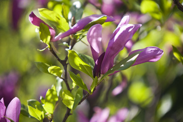 Rhododendron - pink garden flowers