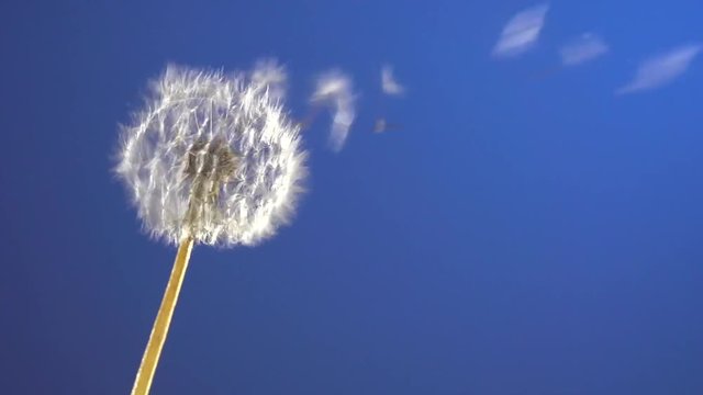 The wind blows away dandelion seeds  on blue chroma key background. 