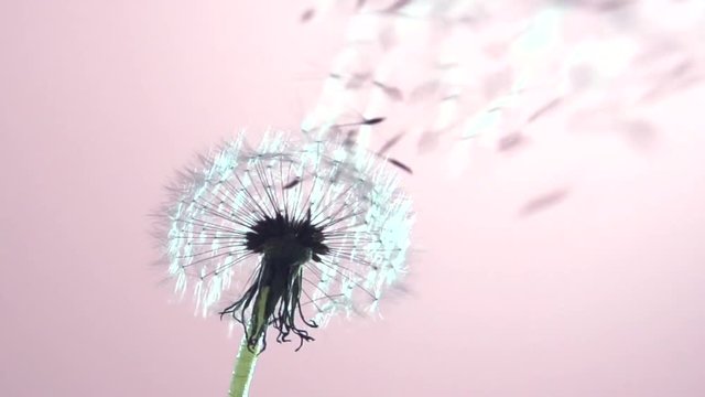 Dandelion seeds being blown in the wind.  The wind blows away dandelion seeds.  Slow motion 240 fps. High speed camera shot. Full HD 1080p. Slowmo