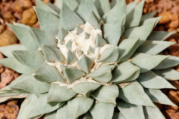 Fototapeta premium Cactus plant in garden with sunlight