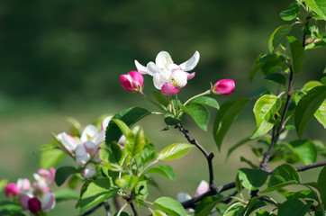 Fototapeta na wymiar Beautiful Flower in spring. Natural background