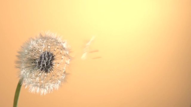 Dandelion seeds being blown in the wind.  The wind blows away dandelion seeds.  Slow motion 240 fps. High speed camera shot. Full HD 1080p. Slowmo