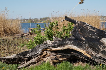 On the banks of the river in the forest lies the old charred wood.