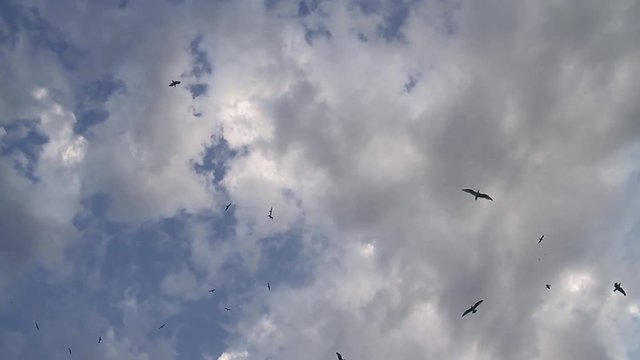 Many seagulls floating in the cloudy sky. Fleet of crows