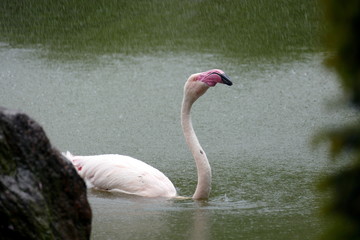 Flamingo unter Wasserfall