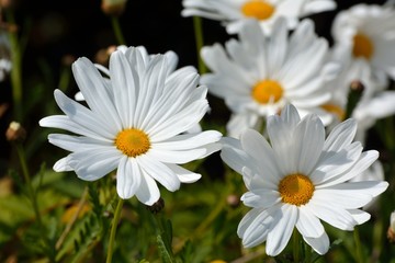 Grosses fleurs de Marguerites en Bretagne