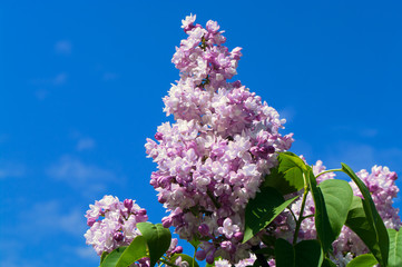 Spring lilac flowers.