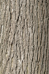 Linde, Baumstamm, Rinde