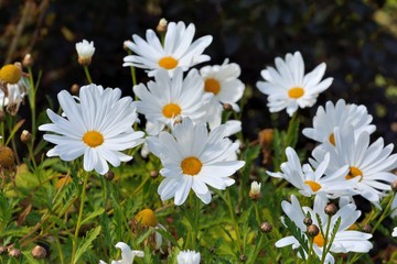 Marguerites au soleil dans un massif de fleurs en Bretagne