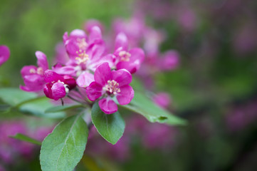 blooming apple tree branch