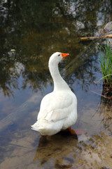 Beautiful white goose standing in a pond..