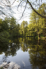 Fototapeta na wymiar Forest spring landscape. Reflection in the lake.
