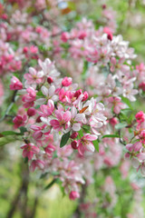 Pink flowers of blooming cherry tree