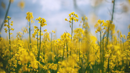 Obraz premium Yellow rape field in blossom. Sunny summer meadow close up