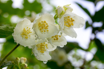 branch of white jasmine flowers in raindrops closeup