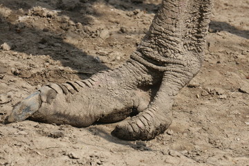 Vogel Strauß, Fuß, Kralle, Bein