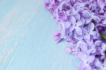 Flowering branch of lilac