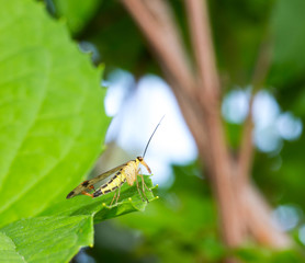 winged insect with a long proboscis scorpion fly on green leaf. selective focus