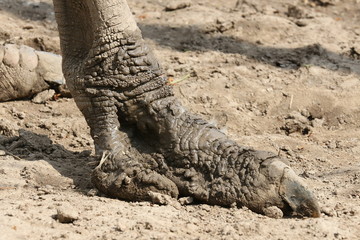 Vogel Strauß, Fuß, Kralle, Bein