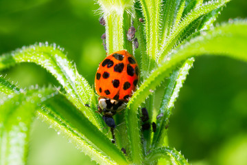 beetle ladybug eats aphids on the green plant