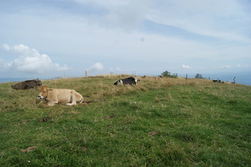 vache grise rh&eacute;tique