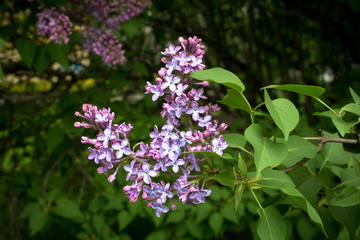 Flowers of Lilac