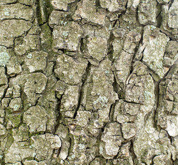 кора дерева © malyutinaanna