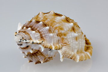Obraz premium Seashell