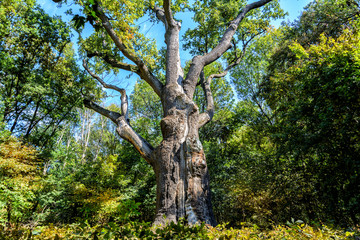 Oak-tree Maxim Zalizniak