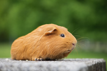 Fototapeta premium red guinea pig posing outdoors in summer