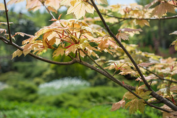 Maple leaves