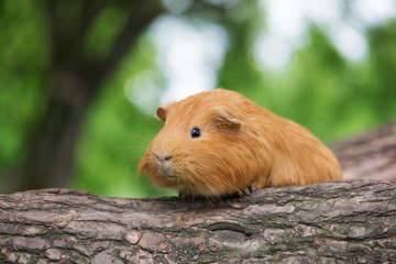 adorable red guinea pig outdoors