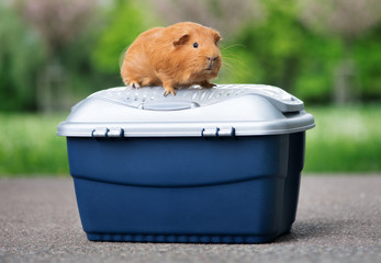 red guinea pig on a pet crate