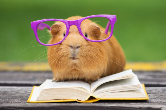 Fototapeta funny guinea pig in glasses reading a book