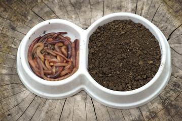 worms and humus