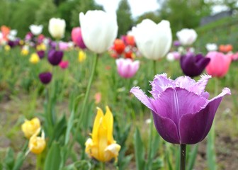 Bunte Tulpen blühen im Garten