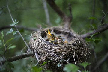Bird's nest with chicks in a tree.