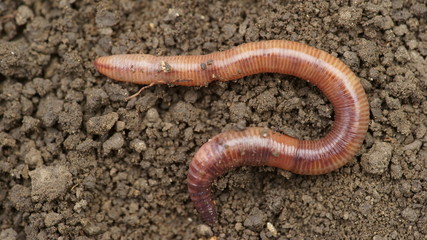 Earthworms in mold, macro photo - obrazy, fototapety, plakaty