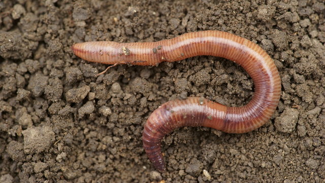 Earthworms in mold, macro photo