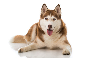 Siberian Husky