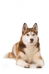 Siberian Husky