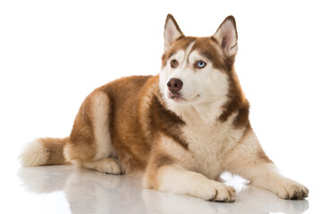 Siberian Husky