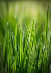 Green grass, spring, lawn