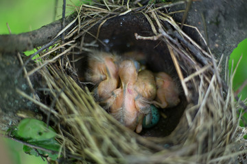 Obraz premium Bird's nest.